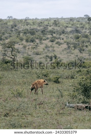 Safari in South African savannah. Summer day in Kruger National Park. Red spotted hyena walk in natural habitat, wild nature, goes near low green trees and bushes. Animals wildlife background
