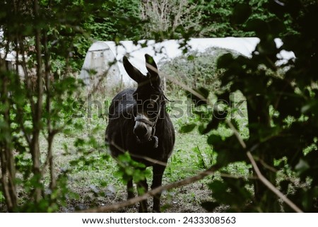 donkey scurrying in the bushes Royalty-Free Stock Photo #2433308563