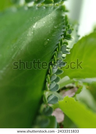 beautiful dewy leaves in the morning, natural background
