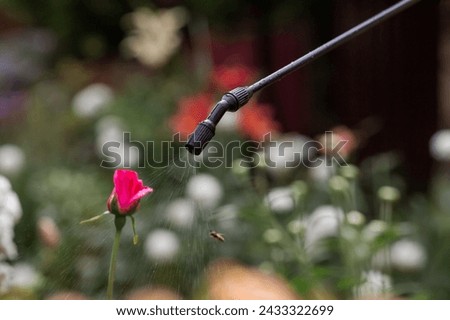 Close-up of the tip of the pesticide sprayer. An elderly woman sprays a stream of chemicals on flowers from insect pests. Blurred background.