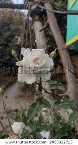 A beautiful white rose is blooming in a rose plant full of flowers, buds and green leaves, symbol of friendship,gardening, vertical picture, close up image, nature photography, flower photography.
