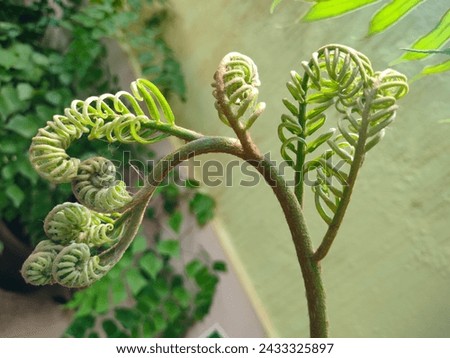 Stunning close-up young buds of Angiopteris evecta(King fern,Oriental vessel fern,Giant fern,Elephant fern) ultrahd hi-res jpg landscape stock image photo picture selective focus top or aerial view 