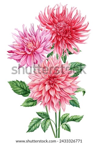 Bouquet of pink dahlia flowers painting. Watercolor dahlia botanical hand drawn illustration, pink floral clipart