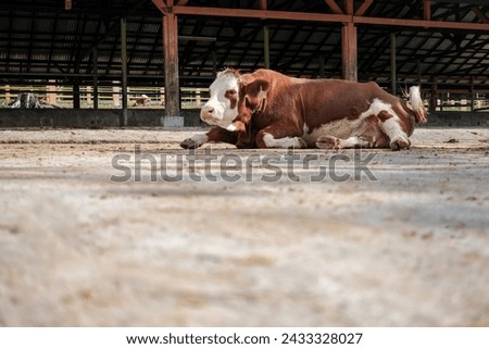 Close-up shot of a brown sitting in a stall. Cattle in a stable in a barn at an animal farm Royalty-Free Stock Photo #2433328027