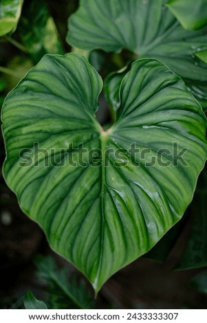 The Handsome leaf pf philodendron plowmanii Royalty-Free Stock Photo #2433333307
