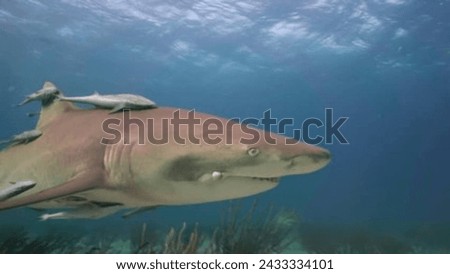 Into the Depths, Witnessing the Majestic Shark from Below in Clear Blue Ocean Waters