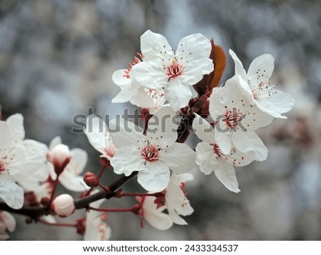 Blooming white cherry flowers in the garden