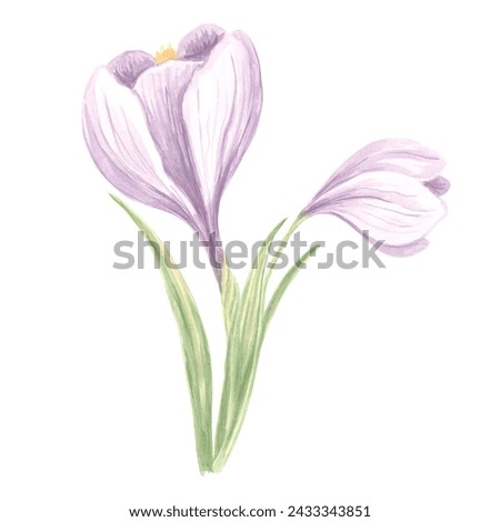Violet crocus flowers with leaves. Isolated hand drawn watercolor illustration spring blossom saffron. Floral botanical drawing template for card of Mothers day, 8 March, wedding, textile, embroidery.