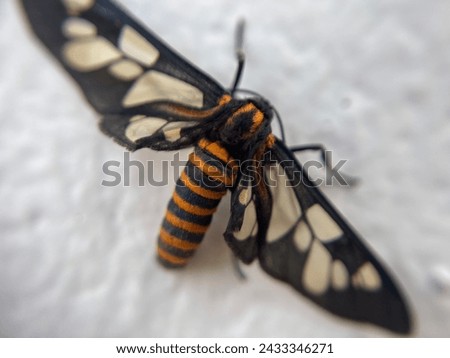 Close up picture of Handmaiden moth.
