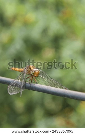 a portrait of a dragonfly perched on a cable, taken from the front side.  bokeh background.