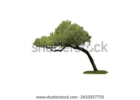 Tree picture isolated on white background.