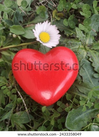 A red Heart on the grass 