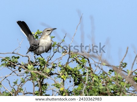 A Northern Mockingbird perched amidst a bramble bush.