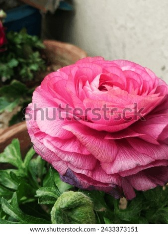 closeup picture of pink flower