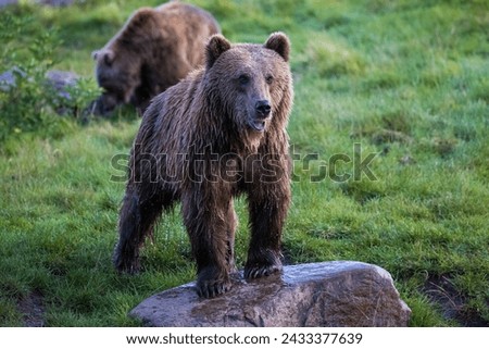 Picture of a big majestic brown bear.