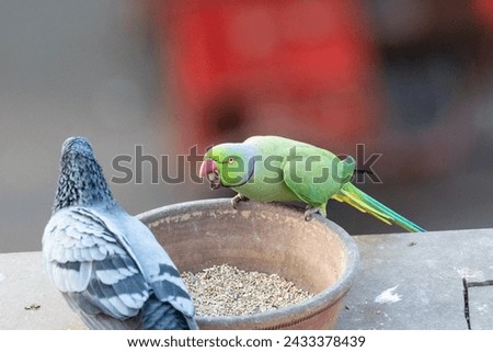 Parrot and Pigeon fight for their food with their beak and feathers