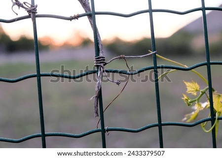 A plant is entwined within a chainlink fence, its tendrils reaching through the wire mesh. Nature finds a way to coexist with manmade barriers Royalty-Free Stock Photo #2433379507