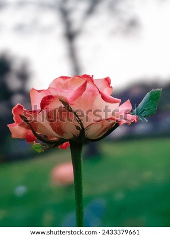 Damask Rose, Beach Rose, Rosa 'Queen Elizabeth', English Roses, Memorial Rose, Garden rose on branch in garden 