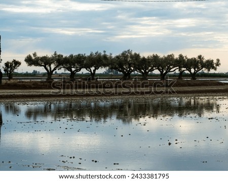 Over Flooded rice field with trees and reflections. The picture was taken in early morning
