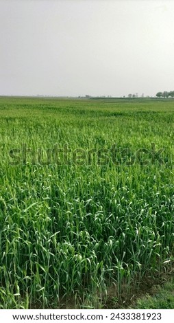 Fresh Green Wheat Crop In Field