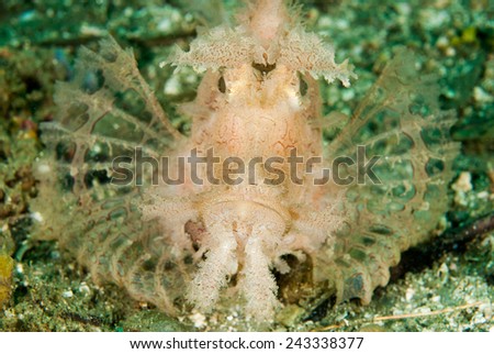 Weedy scorpionfish in Ambon, Maluku, Indonesia underwater photo. Weedy scorpionfish Rhinopias frondosa resting on the sea bottom.