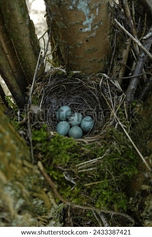 Blackbird nest with five greenish-blue eggs and pale reddish-brown spots. Royalty-Free Stock Photo #2433387421