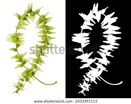 Knot shape of China Wingnut(Pterocarya stenoptera,Chinese Winged Nut) with Detail Raster Mask,Chinese wingnut is a member of the walnut family.Isolated on white background 