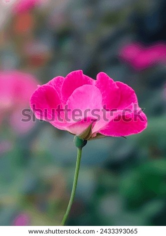 Pink rose, Rosa 'Mainzer Fastnacht, 'Damask Rose, Beach Rose, Rosa 'Queen Elizabeth' flower 