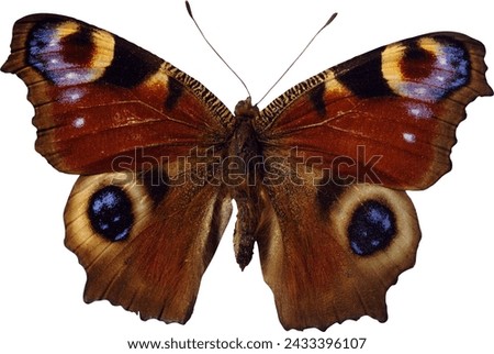 butterfly on white background insect real photo natural creature dreamy beautiful texture color butterfly border