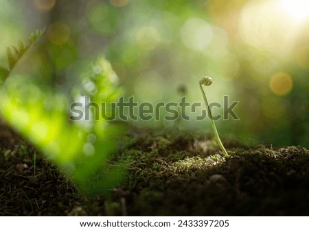 Beautiful green close up plant photo, with sun and bokeh. Use this photo in magazines or online articles about nature to showcase its beauty and intricate details. High quality photo