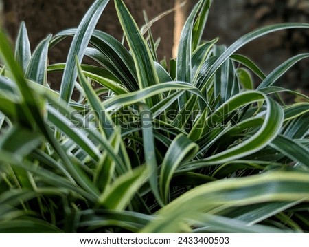 Plant long straight leaves. Beautiful Green plant for home decoration. close-up picture of Chlorophytum comosum, spider plant. 