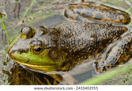 American Bullfrog,Lithobates catesbeianus, in Rock Pond in the  Pharoah Lake Wilderness Area in the Adirondack Mountains Of New York State