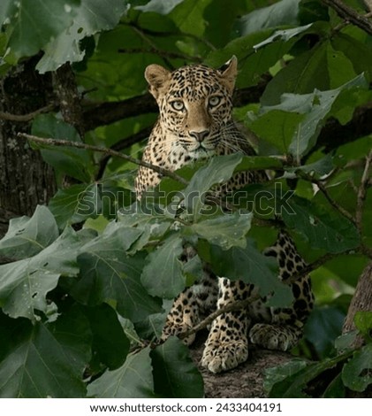 hidden pictures of leopard 🐆 under the leaves 