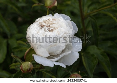 White peony with rain drops or dewdrops close up on dark green natural background