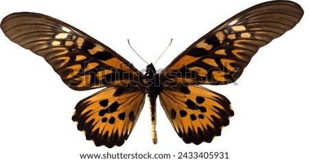 butterfly on white background insect real photo natural creature dreamy beautiful texture color butterfly border