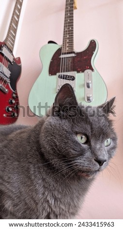 Green eyed British short hair cat sitting on an orange electronic cabinet in front of a pink wall with mint electric bass guitars.
