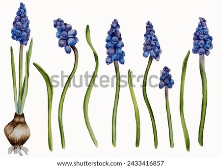 Watercolor set of muscari flowers elements.  Botanical blue wildflowers illustration.