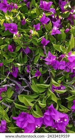 Picture of purple bougainvillea flowers The beauty that nature created