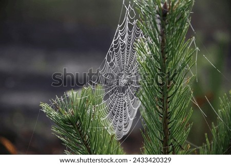 background, cobwebs, autumn, fog, dew rope, spider web, dewy cobweb, beautiful, macro, nature, forest, nature Royalty-Free Stock Photo #2433420329