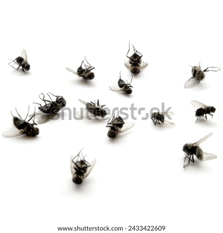 Large pile of dead flies lying on their backs isolated on white background Royalty-Free Stock Photo #2433422609