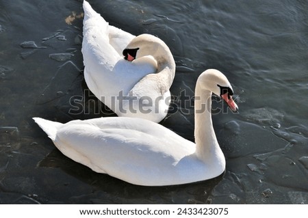 A close up top view of pair of Mute Swan swimming in the ice cold lake in Sweden. Pieces of molten ice can be seen in the picture. One of the Swan is resting by inserting its neck in its own wings