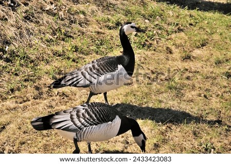 A close up of Barnacle Goose walking on the grass land of park in Sweden