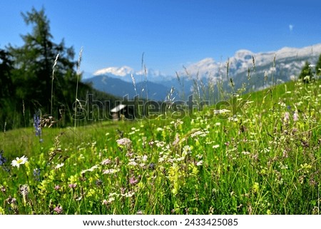 Flowering Meadows in spring in The Dolomites, A Great Panorama Image in The Dolomite, Fresh Green Grass with Flowers and Blue Sky, An Idyllic Mountain Picture, The Wonderful Alps in Spring Time, 