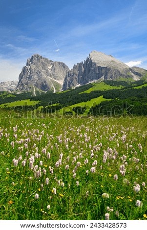 Flowering Meadows in spring in The Dolomites, A Great Panorama Image in The Dolomite, Fresh Green Grass with Flowers and Blue Sky, An Idyllic Mountain Picture, The Wonderful Alps in Spring Time, 