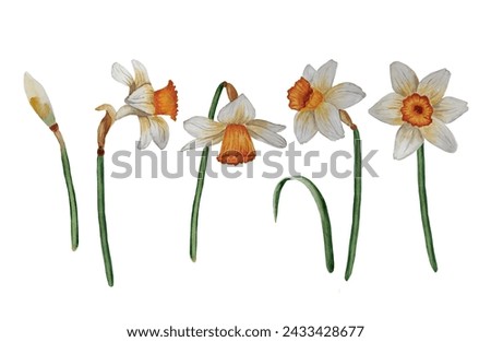 Watercolor set of narcissus flowers elements. Botanical daffodil wildflowers illustration.