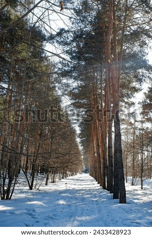 Pine forest Winter landscape in the forest.