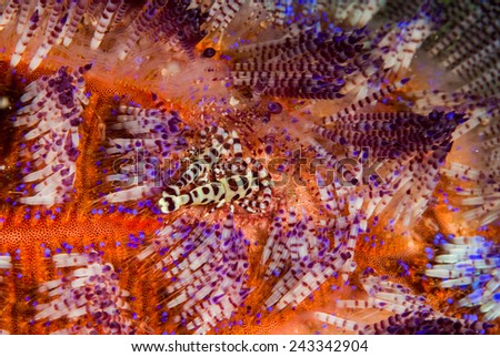 Coleman shrimp, fire sea urchin in Ambon, Maluku, Indonesia underwater photo. Coleman shrimp Periclimenes colemani is in fire sea urchin Asthenosoma varium.