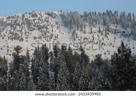 in this picture show that natural beauty  of alpine trees covered  with snowfall