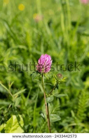 Wildflowers on a blurred background