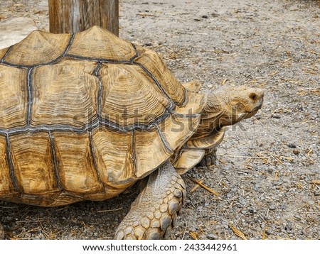 This is a picture of a large tortoise, walking around a local park, looking for grass to eat.
